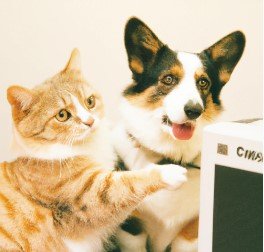 Corgi and cat fixing the website, polaroid